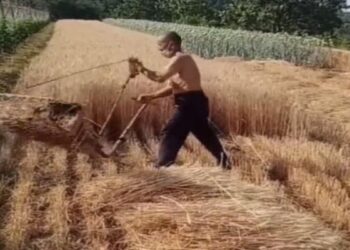 Viral Video: Neither Expensive Machines Nor Hours Of Effort, This Is A Unique Way Of Harvesting Wheat