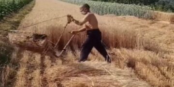 Viral Video: Neither Expensive Machines Nor Hours Of Effort, This Is A Unique Way Of Harvesting Wheat