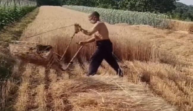 Viral Video: Neither Expensive Machines Nor Hours Of Effort, This Is A Unique Way Of Harvesting Wheat