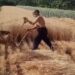 Viral Video: Neither Expensive Machines Nor Hours Of Effort, This Is A Unique Way Of Harvesting Wheat
