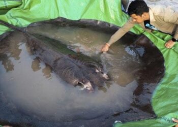 Watch: World Largest Freshwater Fish Caught In Cambodia Mekong River