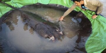 Watch: World Largest Freshwater Fish Caught In Cambodia Mekong River