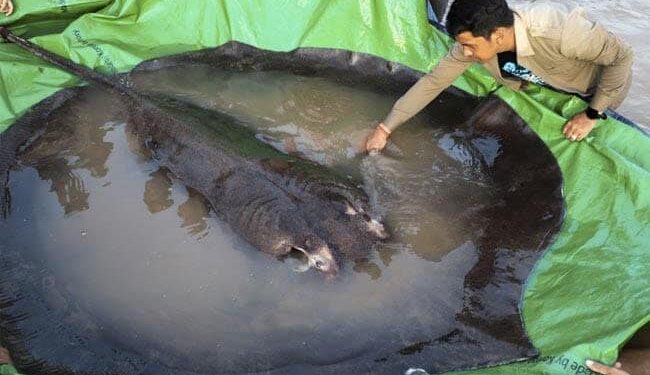 Watch: World Largest Freshwater Fish Caught In Cambodia Mekong River