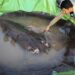Watch: World Largest Freshwater Fish Caught In Cambodia Mekong River