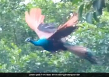 Viral Video Of Flying Peacock Is The Best Thing You Will See On Internet Today 3 Million People Watched