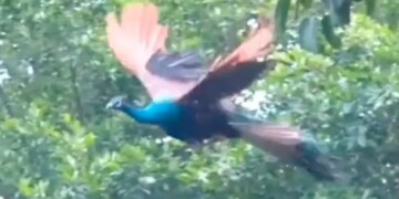 Viral Video Of Flying Peacock Is The Best Thing You Will See On Internet Today 3 Million People Watched