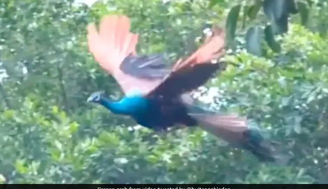 Viral Video Of Flying Peacock Is The Best Thing You Will See On Internet Today 3 Million People Watched