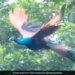 Viral Video Of Flying Peacock Is The Best Thing You Will See On Internet Today 3 Million People Watched