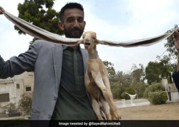 इस बकरी से भी ज्यादा लंबे हैं इसके कान, इस अजूबे को देख रह जाएंगे दंग, अब वर्ल्ड रिकॉर्ड बनाने की है तैयारी