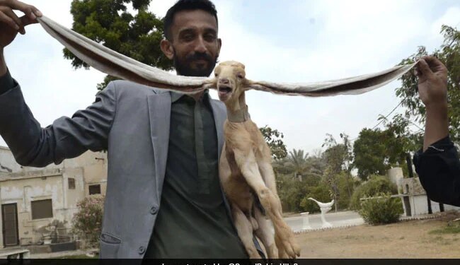 इस बकरी से भी ज्यादा लंबे हैं इसके कान, इस अजूबे को देख रह जाएंगे दंग, अब वर्ल्ड रिकॉर्ड बनाने की है तैयारी