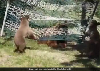 Bears Playing In A Hammock Internet Loves This Cutest Thing Watch Video With 9 Million Views