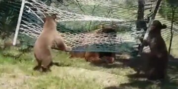 Bears Playing In A Hammock Internet Loves This Cutest Thing Watch Video With 9 Million Views