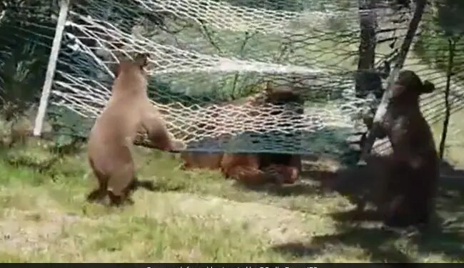 Bears Playing In A Hammock Internet Loves This Cutest Thing Watch Video With 9 Million Views