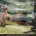 Bears Playing In A Hammock Internet Loves This Cutest Thing Watch Video With 9 Million Views