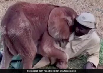 Baby Elephant Playing And Cuddling With Its Keeper Is Viral Watch Adorable Video – हाथी के बच्चे को सूझी मस्ती, केयरटेकर को लगाने लगा गले, फिर ऊपर लेटकर करने लगा कुछ ऐसा