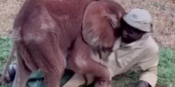 Baby Elephant Playing And Cuddling With Its Keeper Is Viral Watch Adorable Video – हाथी के बच्चे को सूझी मस्ती, केयरटेकर को लगाने लगा गले, फिर ऊपर लेटकर करने लगा कुछ ऐसा