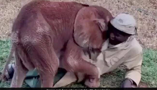 Baby Elephant Playing And Cuddling With Its Keeper Is Viral Watch Adorable Video – हाथी के बच्चे को सूझी मस्ती, केयरटेकर को लगाने लगा गले, फिर ऊपर लेटकर करने लगा कुछ ऐसा