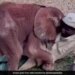Baby Elephant Playing And Cuddling With Its Keeper Is Viral Watch Adorable Video – हाथी के बच्चे को सूझी मस्ती, केयरटेकर को लगाने लगा गले, फिर ऊपर लेटकर करने लगा कुछ ऐसा