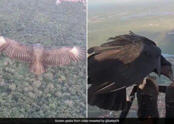 Man Paragliding With Black Vulture Goes Viral On Internet – Viral Video : काले गिद्ध के साथ Paragliding के वीडियो से हैरान हुआ इंटरनेट