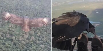 Man Paragliding With Black Vulture Goes Viral On Internet – Viral Video : काले गिद्ध के साथ Paragliding के वीडियो से हैरान हुआ इंटरनेट