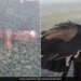 Man Paragliding With Black Vulture Goes Viral On Internet – Viral Video : काले गिद्ध के साथ Paragliding के वीडियो से हैरान हुआ इंटरनेट