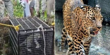 Forest Department Team Rescued Dreaded Leopard That Fell In An Open Well In Maharashtra Watch Video