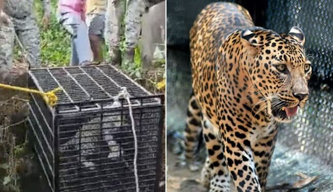 Forest Department Team Rescued Dreaded Leopard That Fell In An Open Well In Maharashtra Watch Video