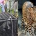 Forest Department Team Rescued Dreaded Leopard That Fell In An Open Well In Maharashtra Watch Video