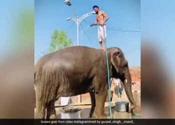 Video Of An Elephant Taking A Bath Is Going Viral On Social Media, Seeing Which Users Are Giving Funny Reactions