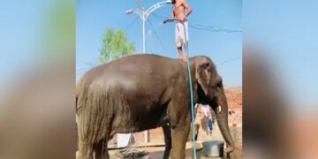 Video Of An Elephant Taking A Bath Is Going Viral On Social Media, Seeing Which Users Are Giving Funny Reactions
