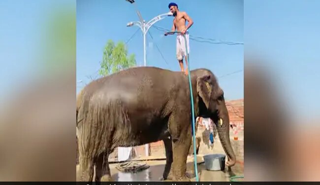 Video Of An Elephant Taking A Bath Is Going Viral On Social Media, Seeing Which Users Are Giving Funny Reactions