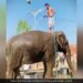 Video Of An Elephant Taking A Bath Is Going Viral On Social Media, Seeing Which Users Are Giving Funny Reactions
