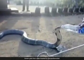 Man Gave Water From A Bottle To The Thirsty King Cobra You Will Be Stunned To See Hair Raising Video