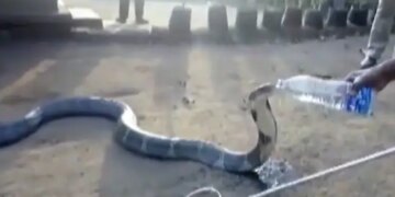 Man Gave Water From A Bottle To The Thirsty King Cobra You Will Be Stunned To See Hair Raising Video