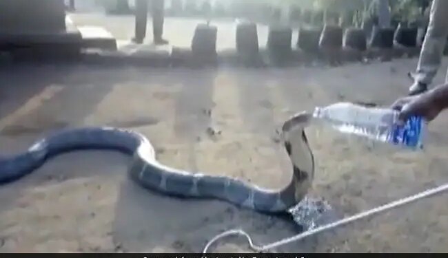 Man Gave Water From A Bottle To The Thirsty King Cobra You Will Be Stunned To See Hair Raising Video