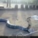 Man Gave Water From A Bottle To The Thirsty King Cobra You Will Be Stunned To See Hair Raising Video