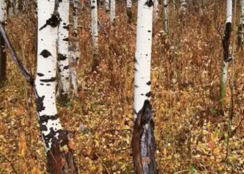 Optical Illusion Picture Of The Day Viral Photo | If You Have Sharp Mind Then Find Wolf In Viral Photo