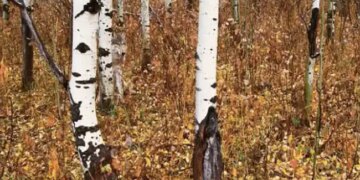 Optical Illusion Picture Of The Day Viral Photo | If You Have Sharp Mind Then Find Wolf In Viral Photo