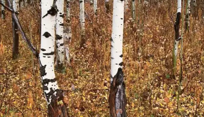 Optical Illusion Picture Of The Day Viral Photo | If You Have Sharp Mind Then Find Wolf In Viral Photo