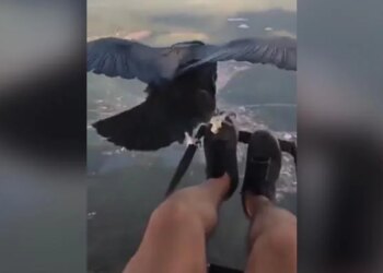 पैराग्लाइडिंग कर रहे शख्स को हजारों फीट ऊपर मिला अनोखा साथी, वीडियो देख खुश हो जाएंगे