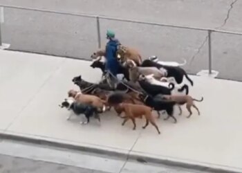 This Person Came Out On The Road To Walk A Dozen Dogs, Watching The Video, Netizens Said – The Safest Person In The World Is Here – कुत्तों की सेना लेकर निकला शख्स, वीडियो देख नेटिजंस बोले