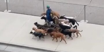 This Person Came Out On The Road To Walk A Dozen Dogs, Watching The Video, Netizens Said – The Safest Person In The World Is Here – कुत्तों की सेना लेकर निकला शख्स, वीडियो देख नेटिजंस बोले