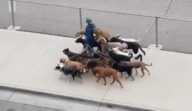 This Person Came Out On The Road To Walk A Dozen Dogs, Watching The Video, Netizens Said – The Safest Person In The World Is Here – कुत्तों की सेना लेकर निकला शख्स, वीडियो देख नेटिजंस बोले
