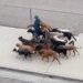 This Person Came Out On The Road To Walk A Dozen Dogs, Watching The Video, Netizens Said – The Safest Person In The World Is Here – कुत्तों की सेना लेकर निकला शख्स, वीडियो देख नेटिजंस बोले