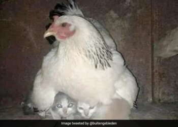 Hen Protects Kittens Scared Of The Storm In Viral Pic Internet Says We Everyone Should Learn – तूफान से डरे हुए बिल्ली के बच्चों की देखभाल करती दिखी मुर्गी, वायरल तस्वीर ने जीता दिल, लोग बोले