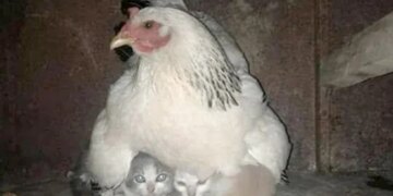 Hen Protects Kittens Scared Of The Storm In Viral Pic Internet Says We Everyone Should Learn – तूफान से डरे हुए बिल्ली के बच्चों की देखभाल करती दिखी मुर्गी, वायरल तस्वीर ने जीता दिल, लोग बोले