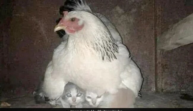 Hen Protects Kittens Scared Of The Storm In Viral Pic Internet Says We Everyone Should Learn – तूफान से डरे हुए बिल्ली के बच्चों की देखभाल करती दिखी मुर्गी, वायरल तस्वीर ने जीता दिल, लोग बोले