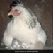 Hen Protects Kittens Scared Of The Storm In Viral Pic Internet Says We Everyone Should Learn – तूफान से डरे हुए बिल्ली के बच्चों की देखभाल करती दिखी मुर्गी, वायरल तस्वीर ने जीता दिल, लोग बोले