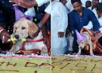 Karnataka Man Celebrates Pet Dog Birthday With 100Kg Cake And 4000 Guests