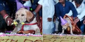 Karnataka Man Celebrates Pet Dog Birthday With 100Kg Cake And 4000 Guests